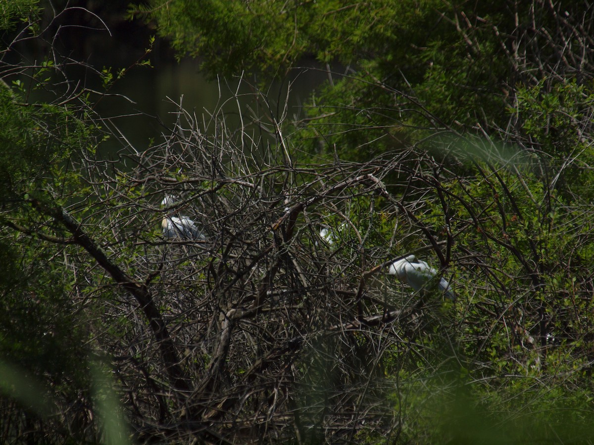 Royal Spoonbill - ML644785801