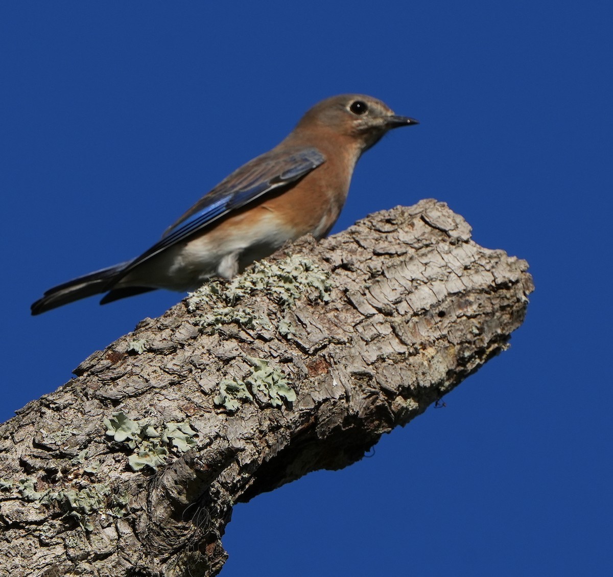 Eastern Bluebird - ML644785812