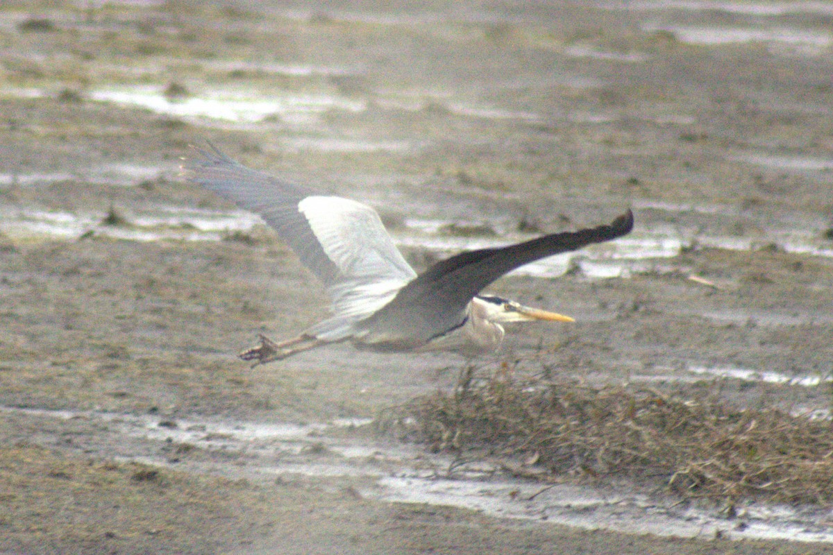 Great Blue Heron - ML644785820