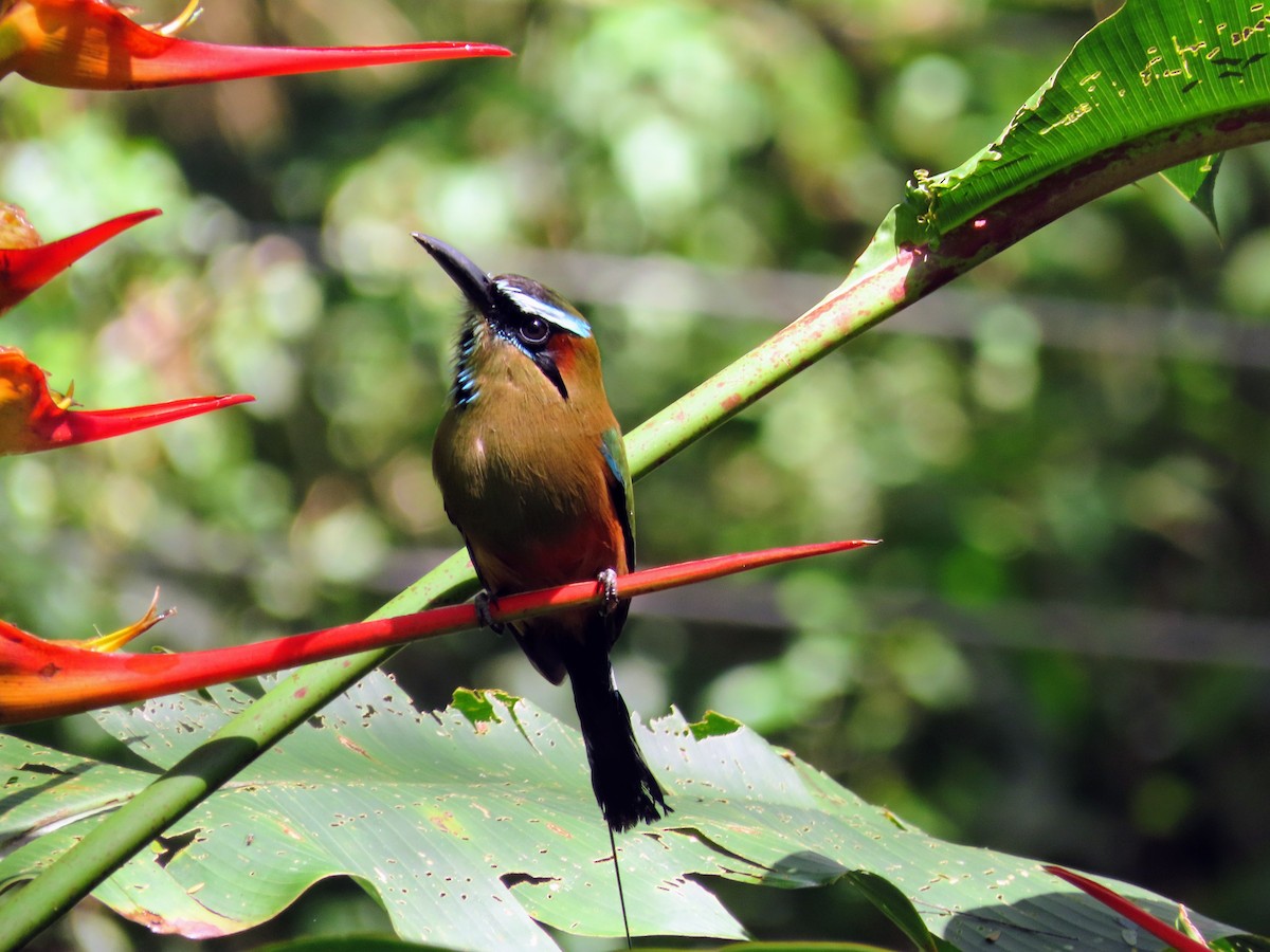Turquoise-browed Motmot - ML644785824