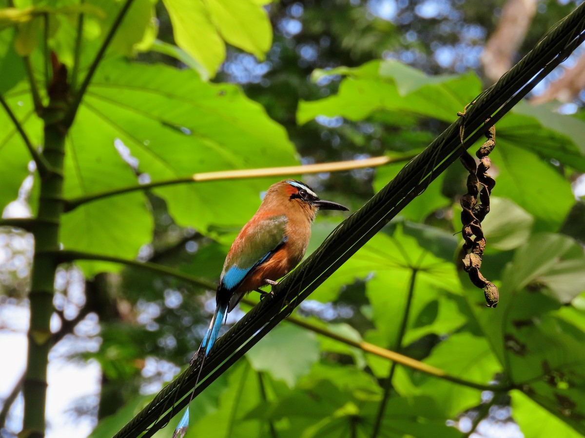 Turquoise-browed Motmot - ML644785825