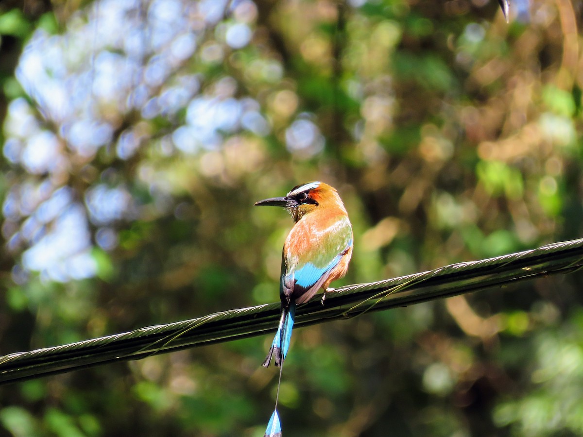 Turquoise-browed Motmot - ML644785826
