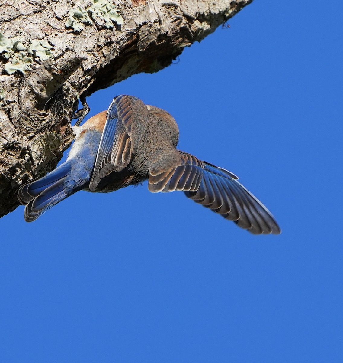 Eastern Bluebird - ML644785827