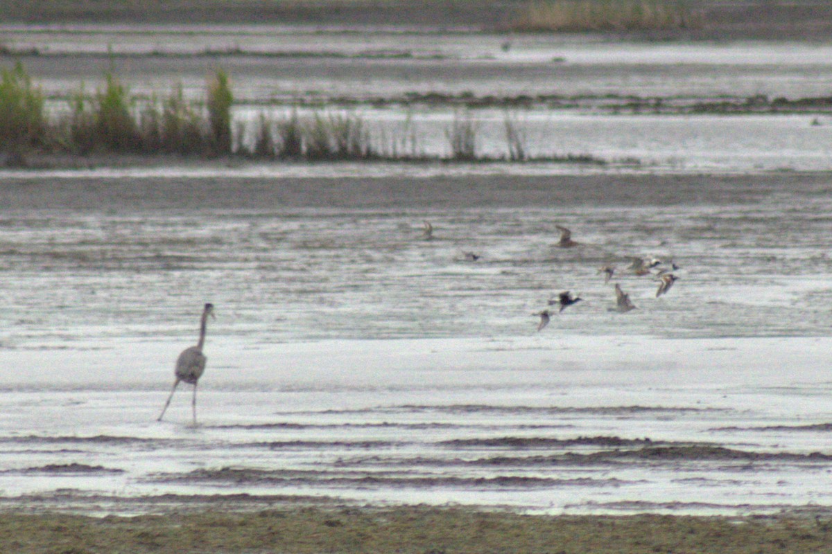 Great Blue Heron - ML644785830