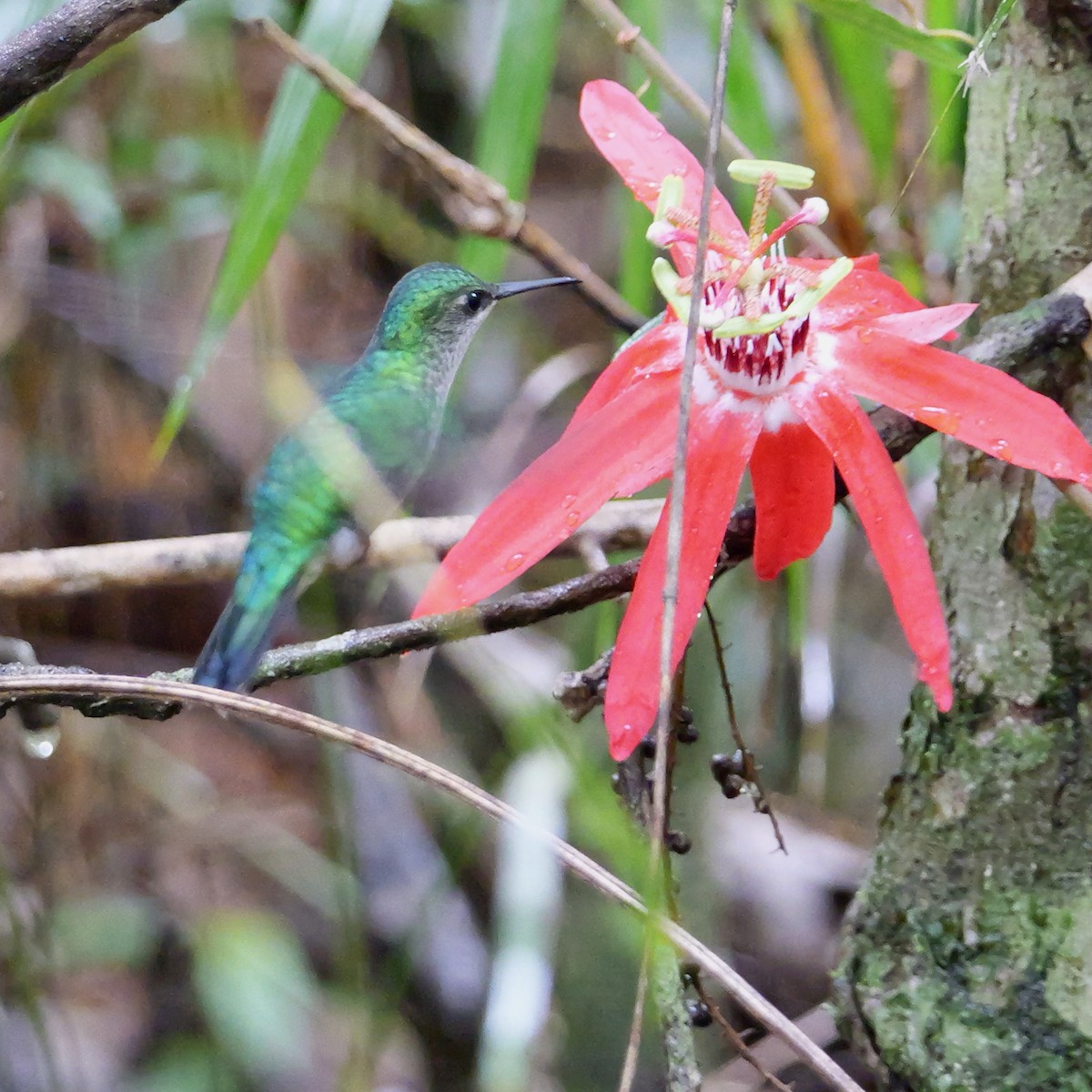 Violet-capped Woodnymph - ML644785838