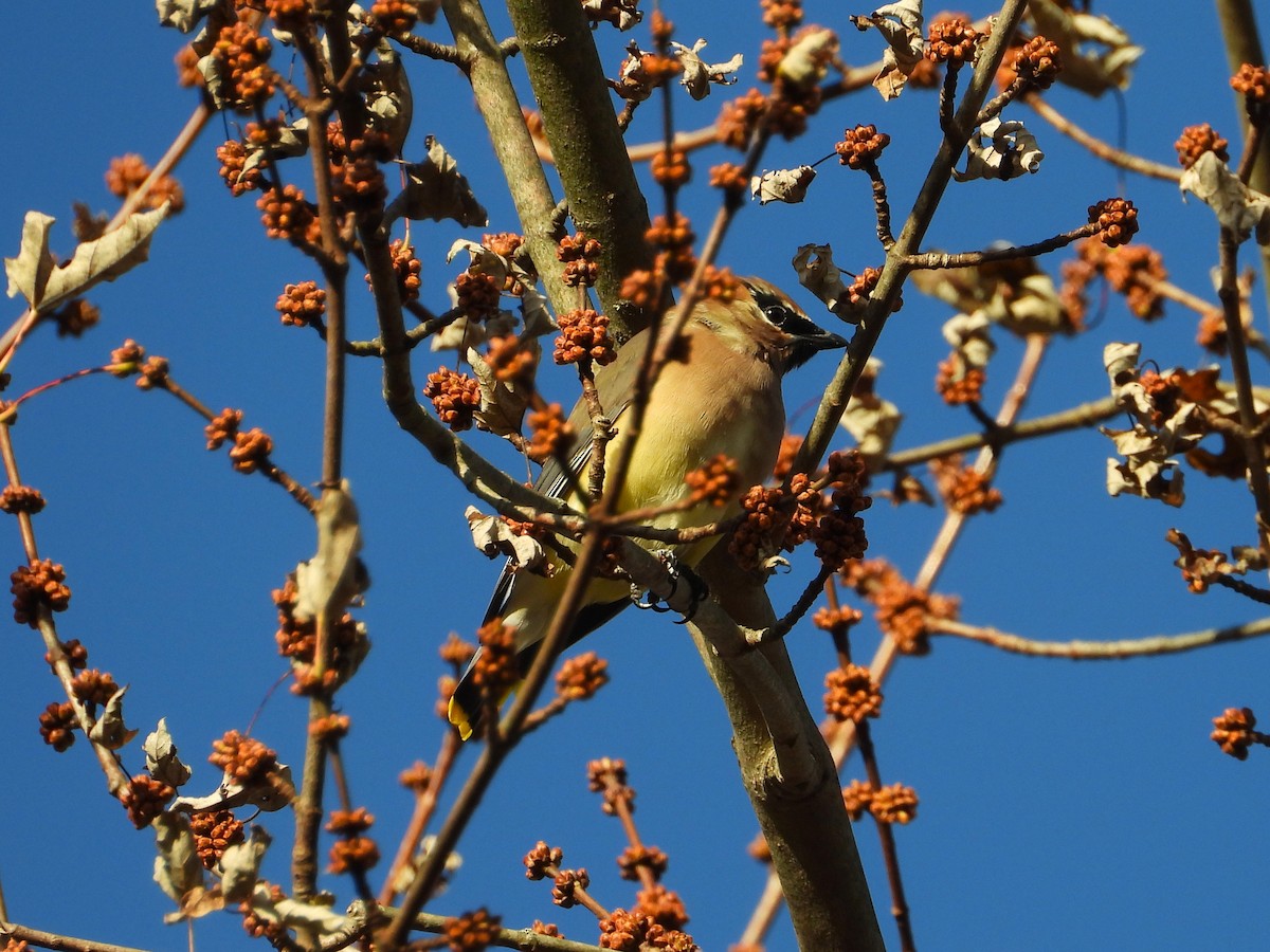 Cedar Waxwing - ML644785839