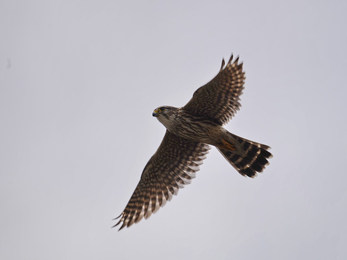 Merlin - ML644785840