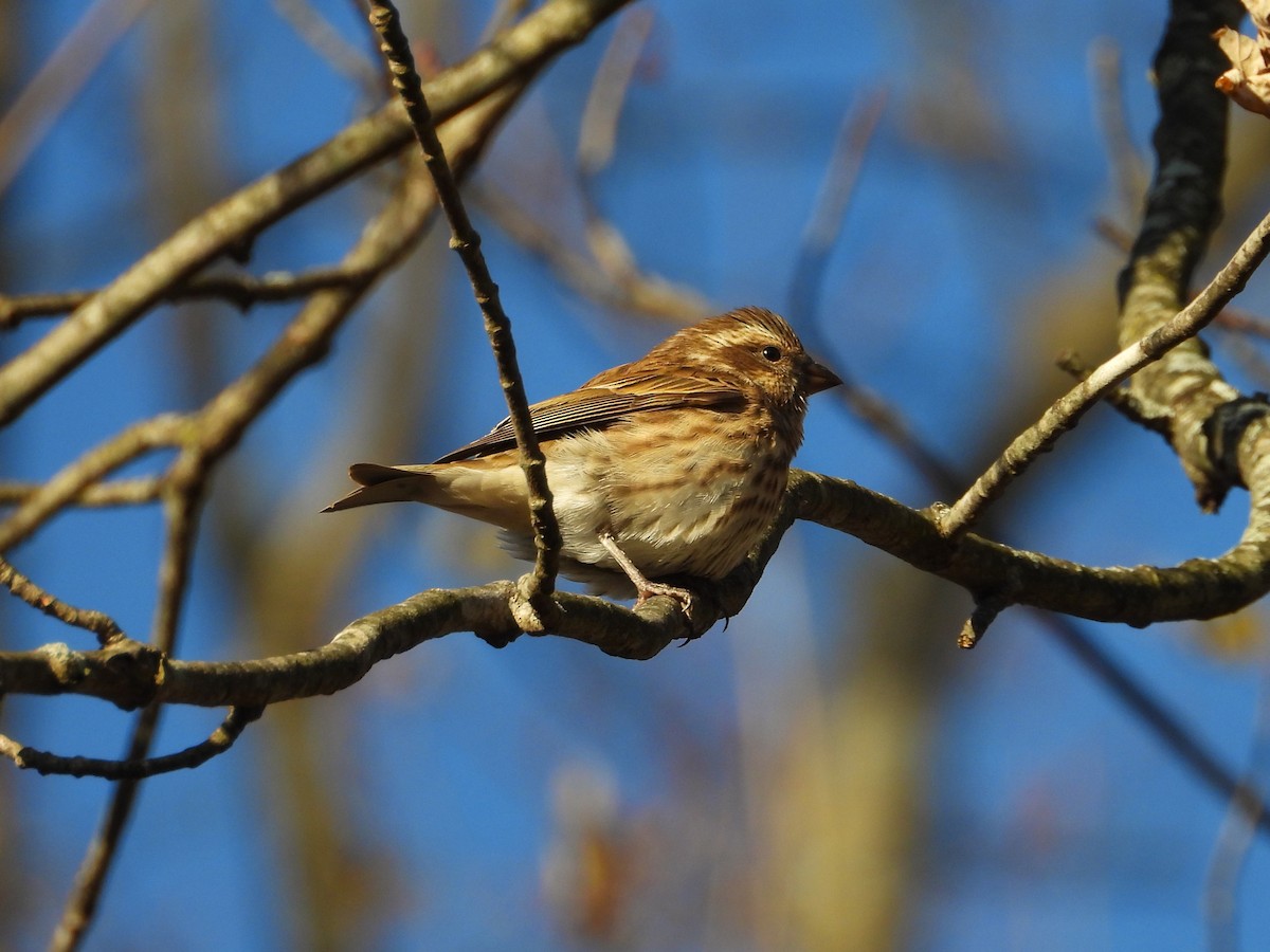 Purple Finch - ML644785845