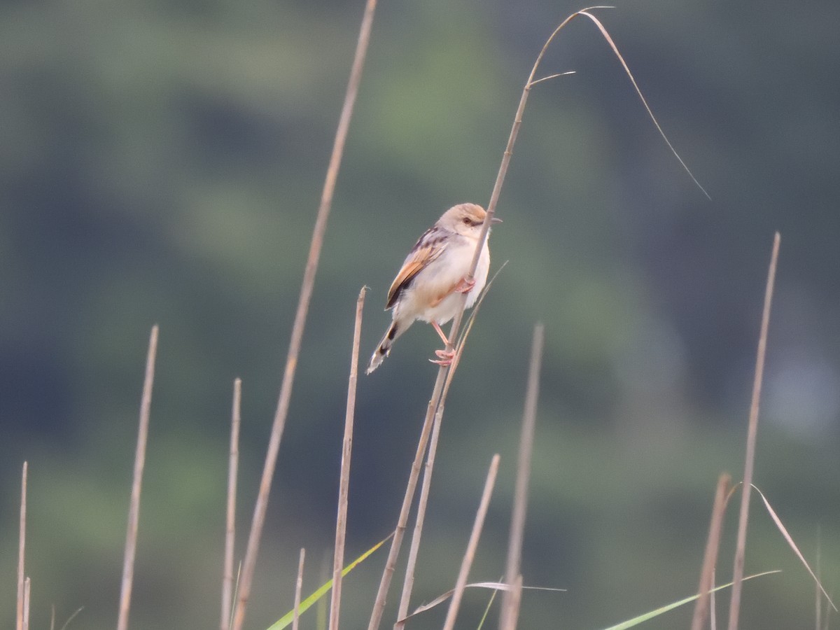 Rufous-winged Cisticola - ML644785847