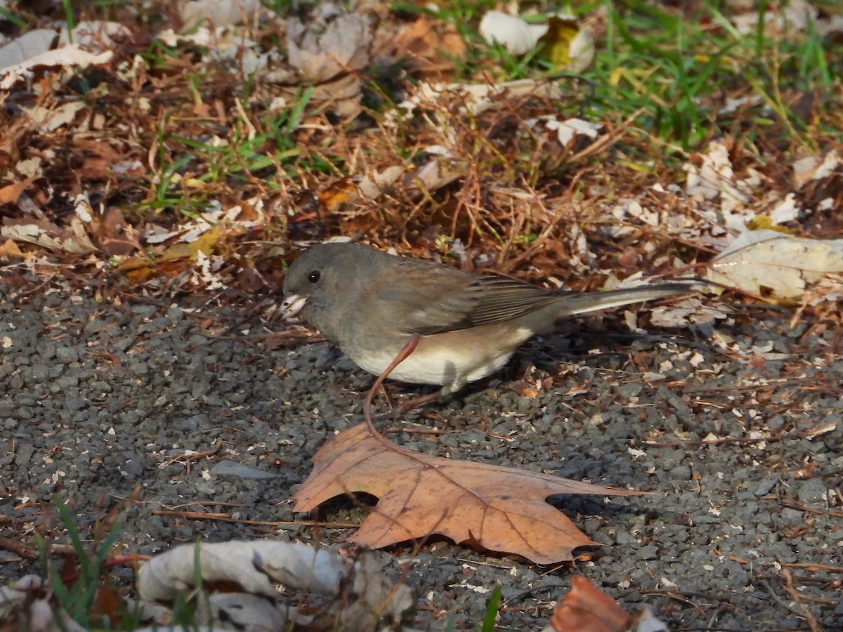 Dark-eyed Junco - ML644785851