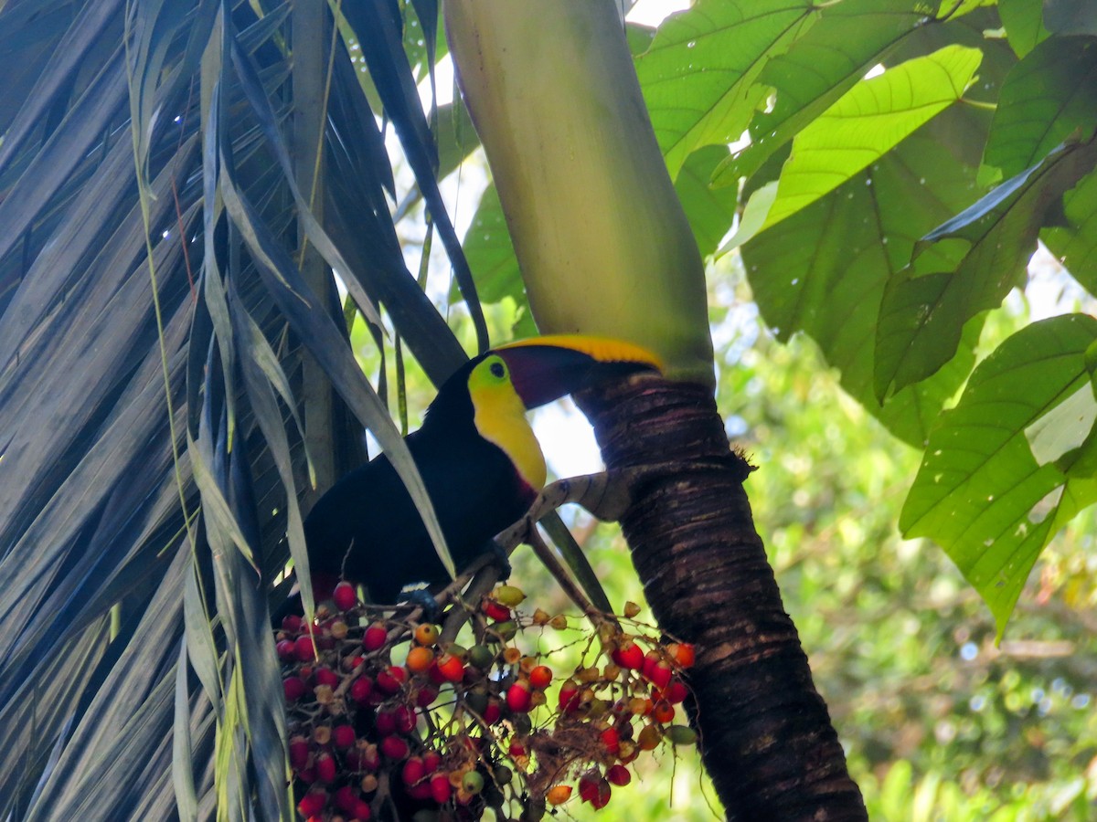 Yellow-throated Toucan - ML644785852