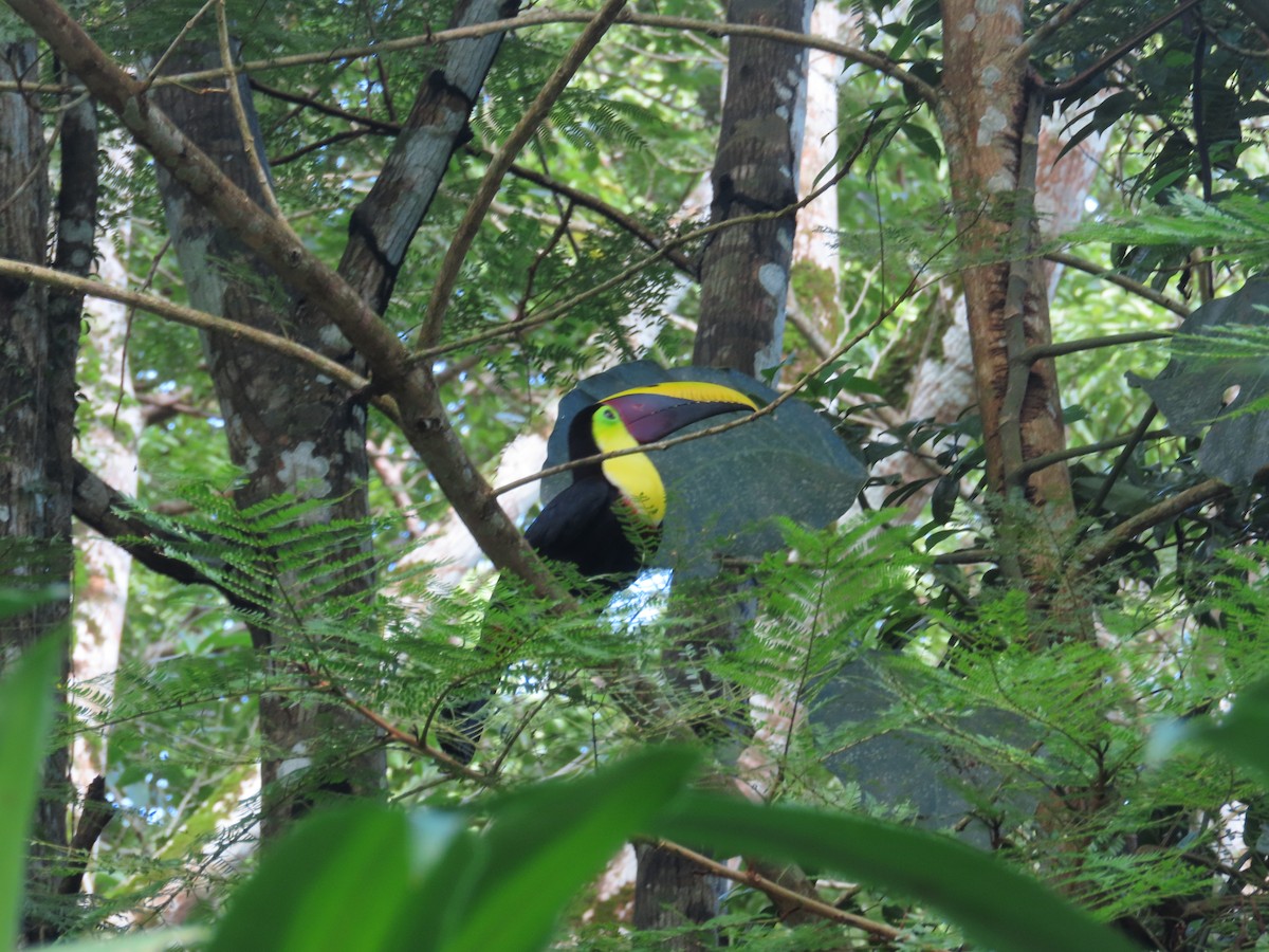 Yellow-throated Toucan - ML644785853