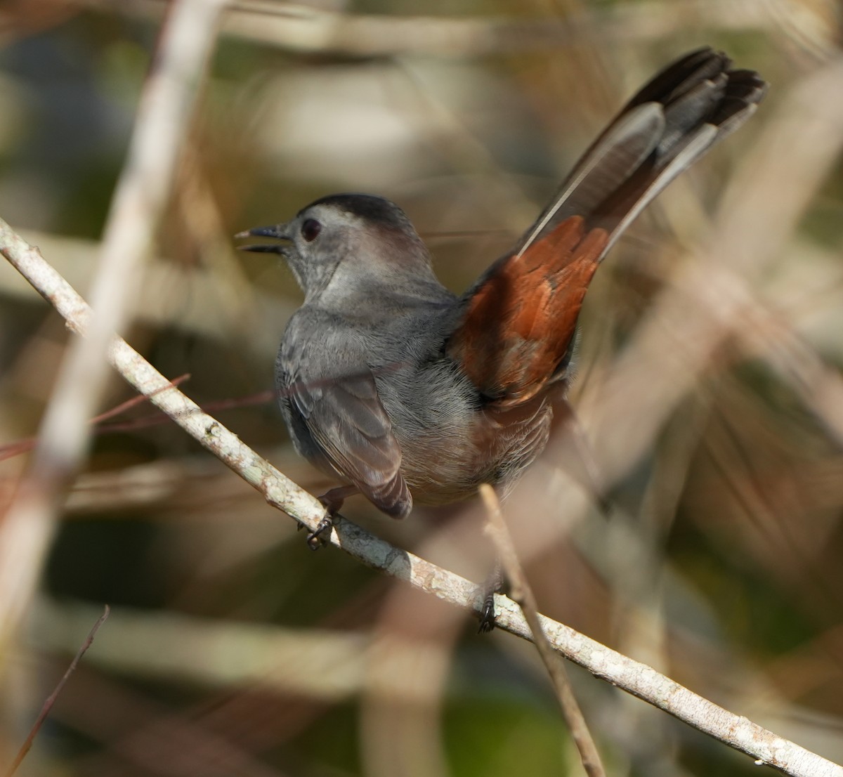 Gray Catbird - ML644785855