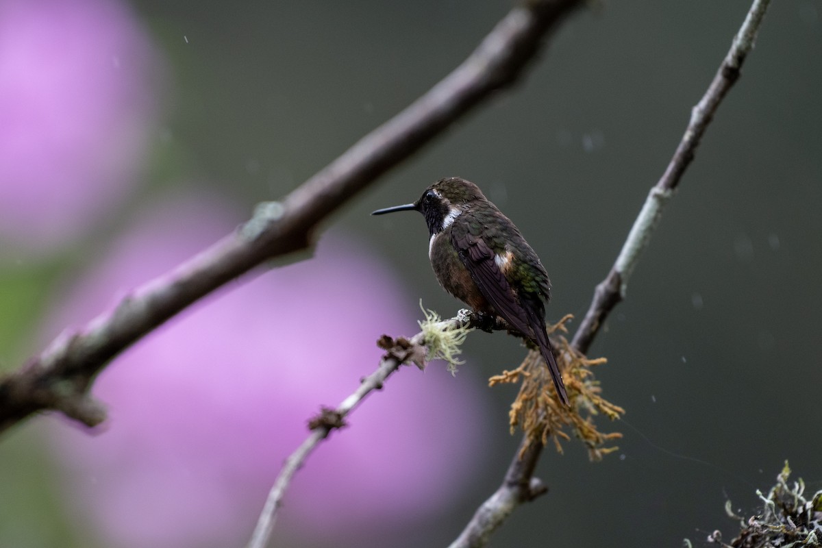 Purple-throated Woodstar - ML644785856