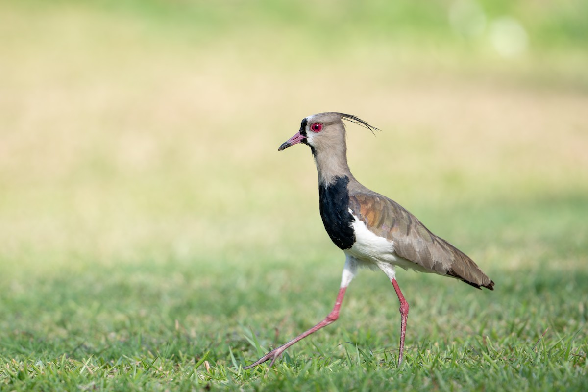 Southern Lapwing - ML644785857