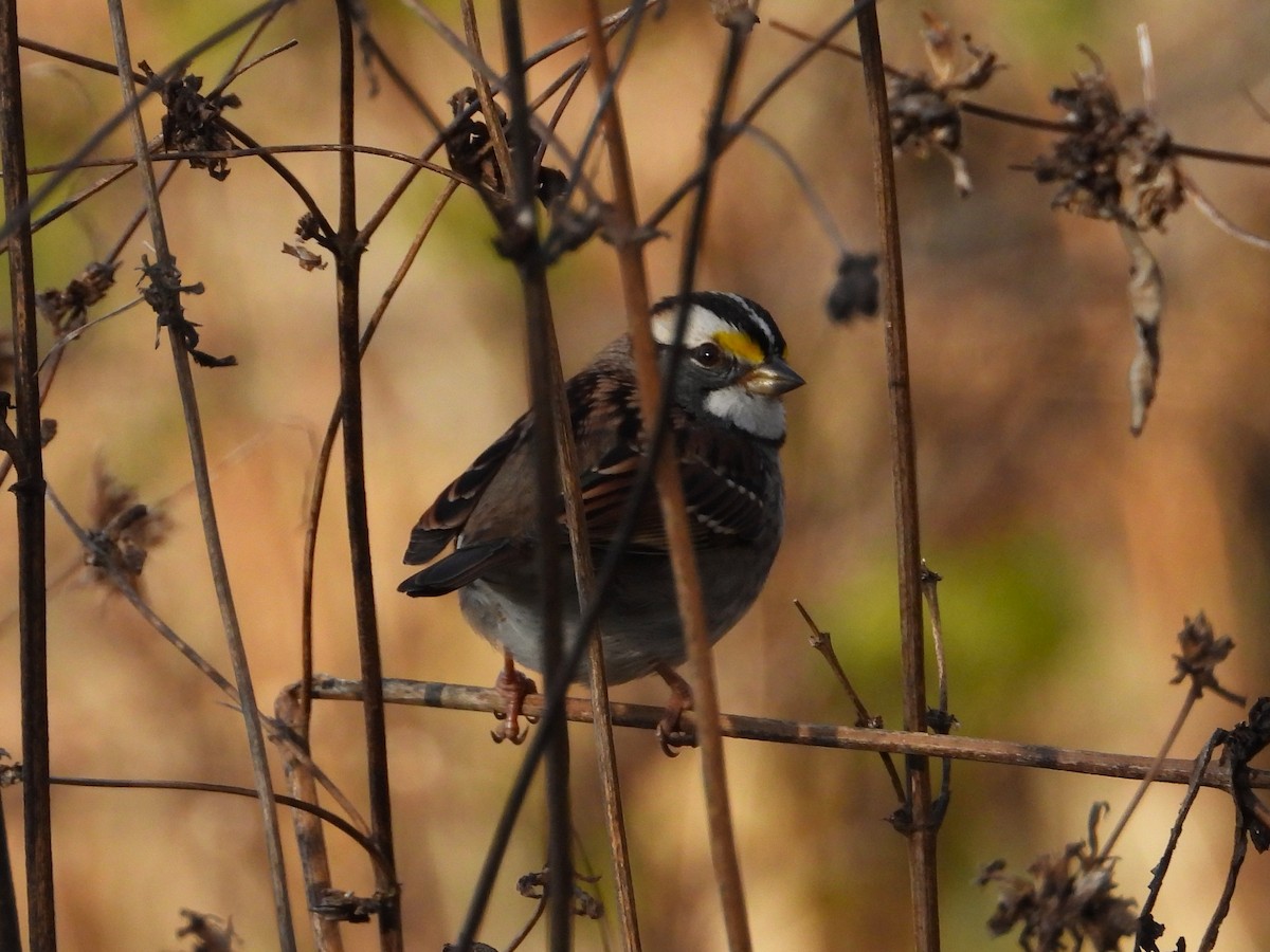 White-throated Sparrow - ML644785858