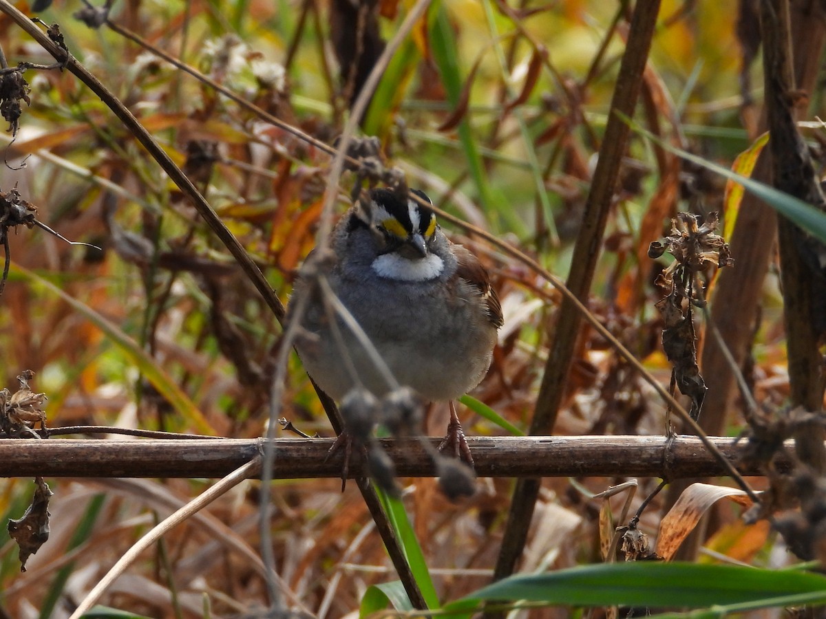 White-throated Sparrow - ML644785859