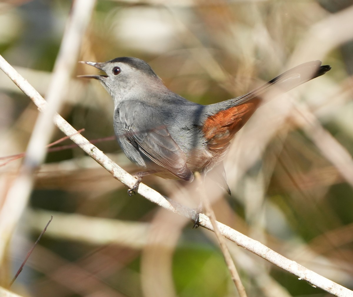 Gray Catbird - ML644785860