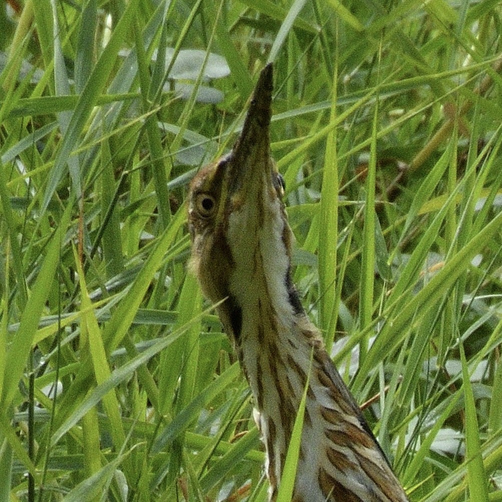 American Bittern - ML644785862