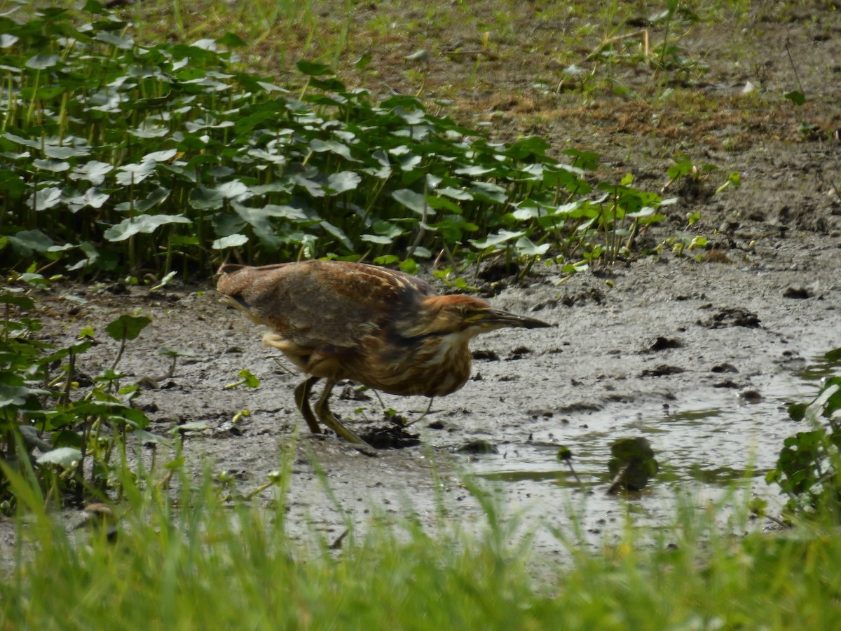 American Bittern - ML644785864
