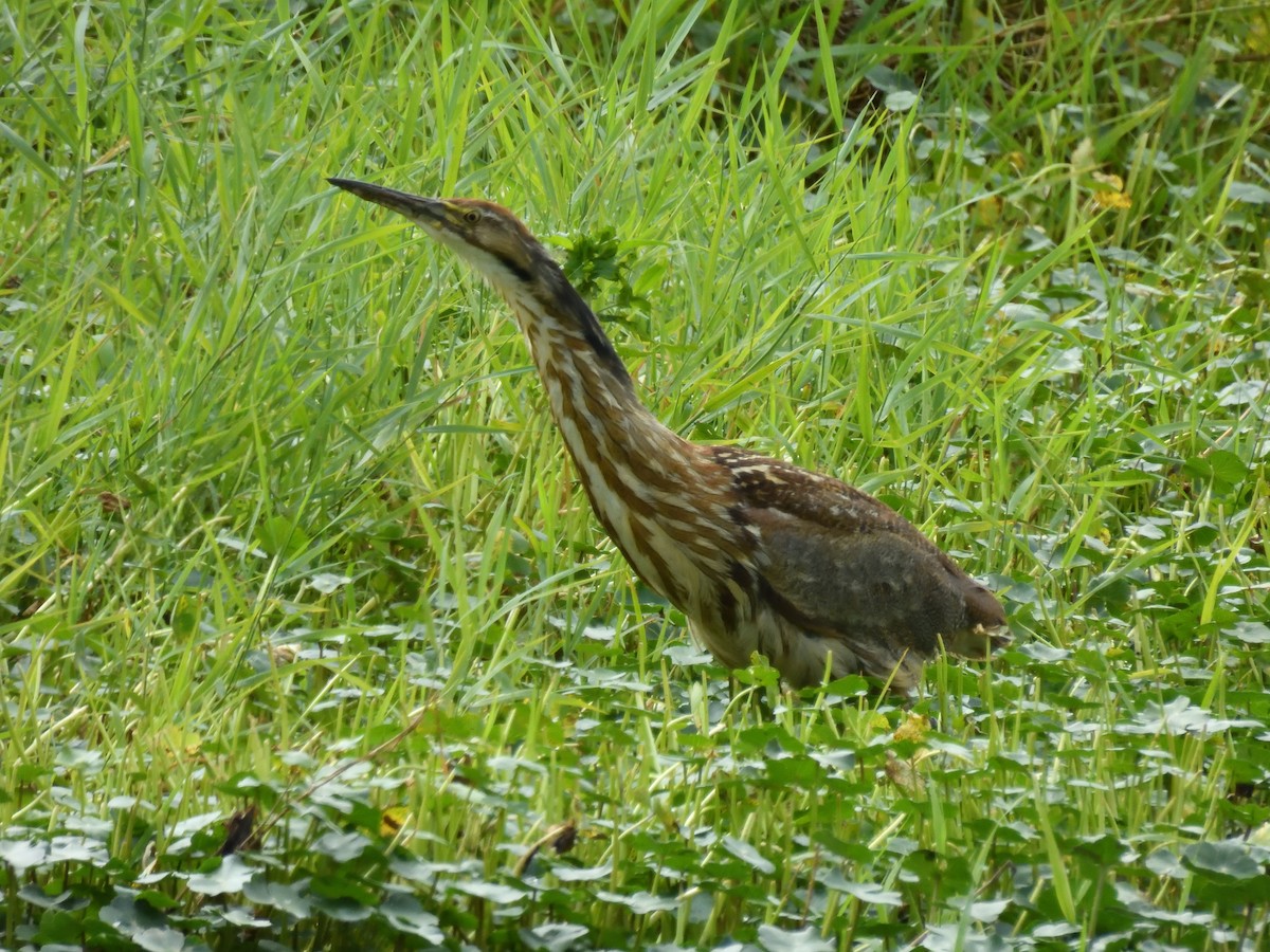 American Bittern - ML644785865