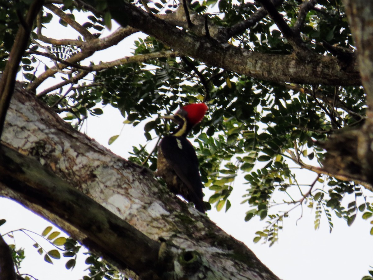 Lineated Woodpecker - ML644785867