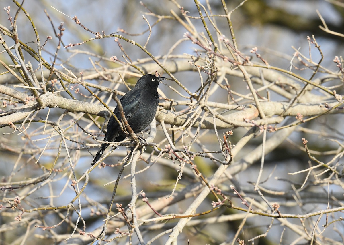 Rusty Blackbird - ML644785868