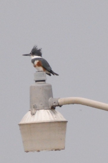 Belted Kingfisher - ML644785872