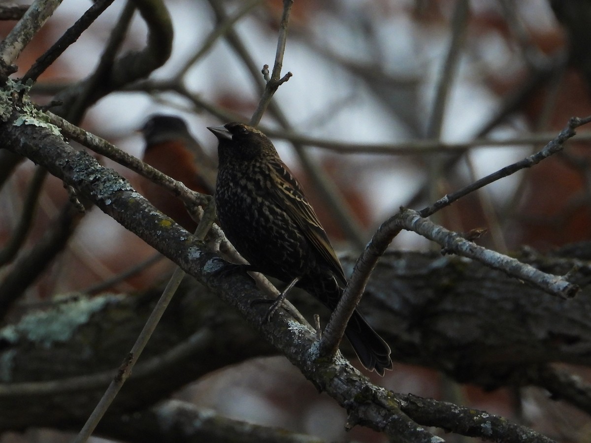Red-winged Blackbird - ML644785874