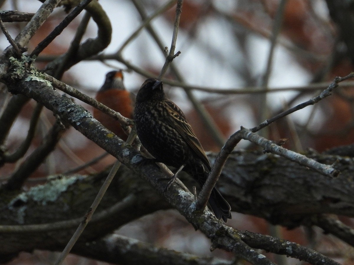 Red-winged Blackbird - ML644785875