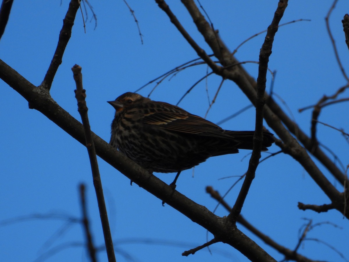 Red-winged Blackbird - ML644785876