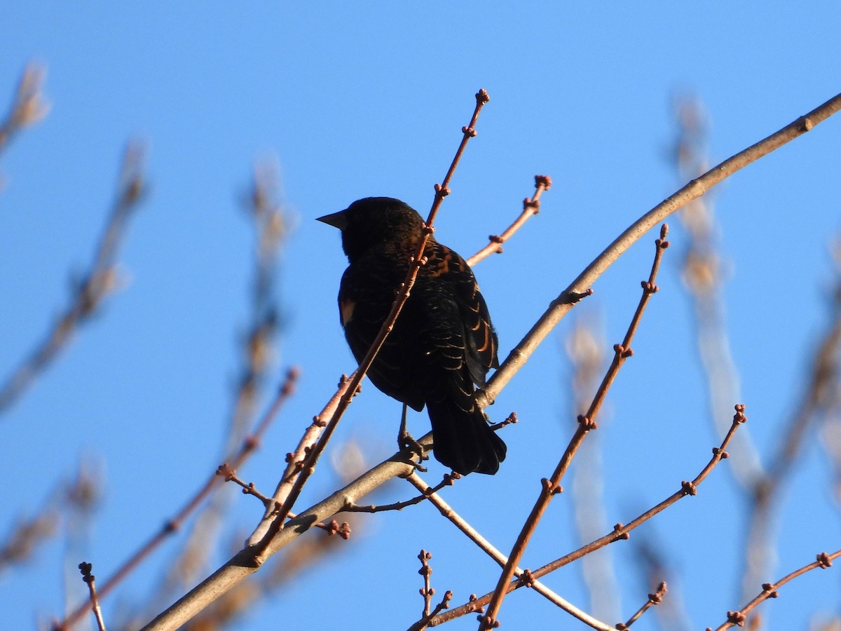 Red-winged Blackbird - ML644785877