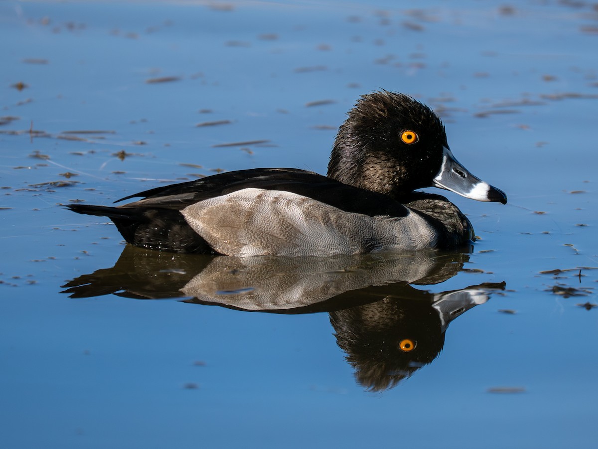 Ring-necked Duck - ML644785880