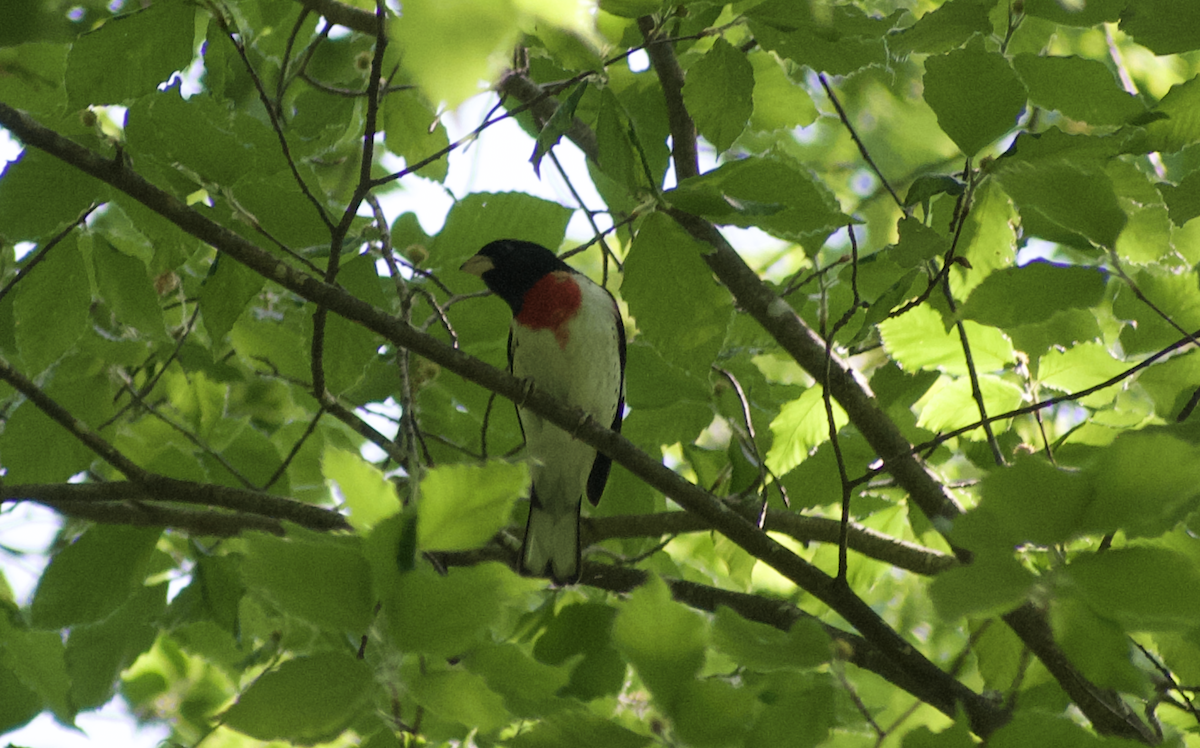 Rose-breasted Grosbeak - ML644785882
