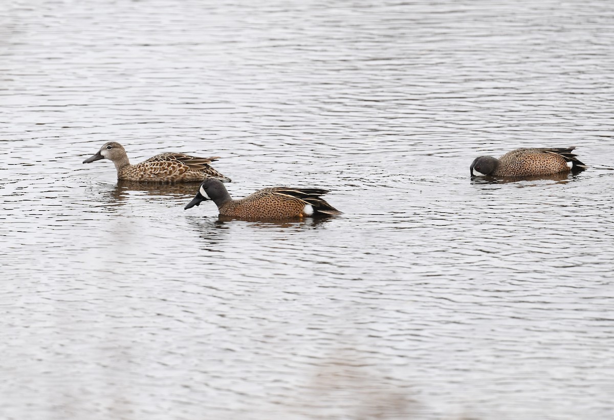 Blue-winged Teal - ML644785885