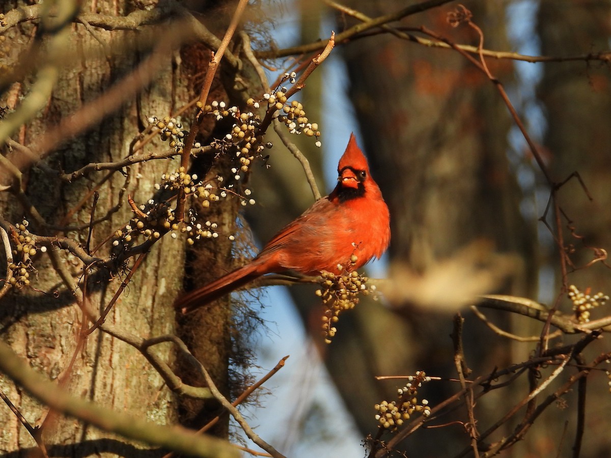 Красный кардинал - ML644785890