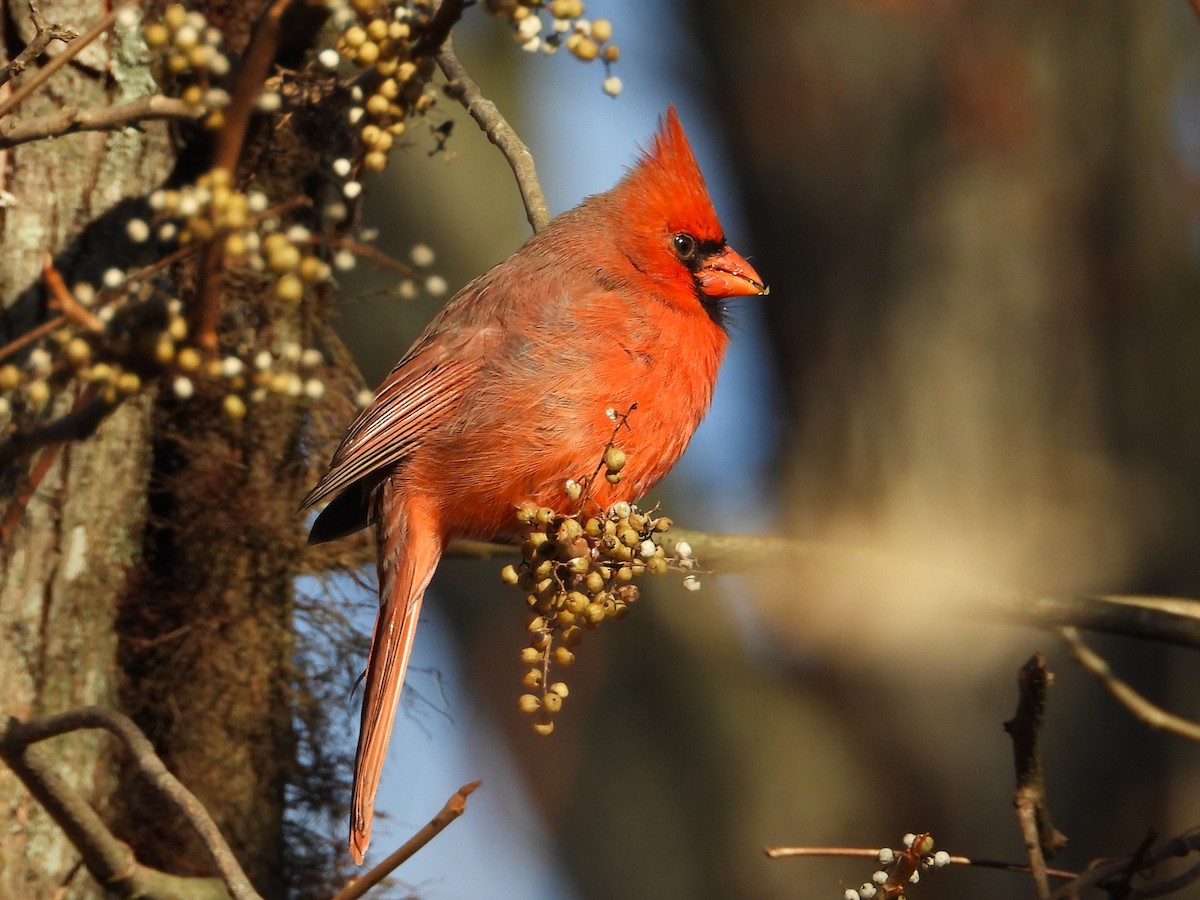 Красный кардинал - ML644785891