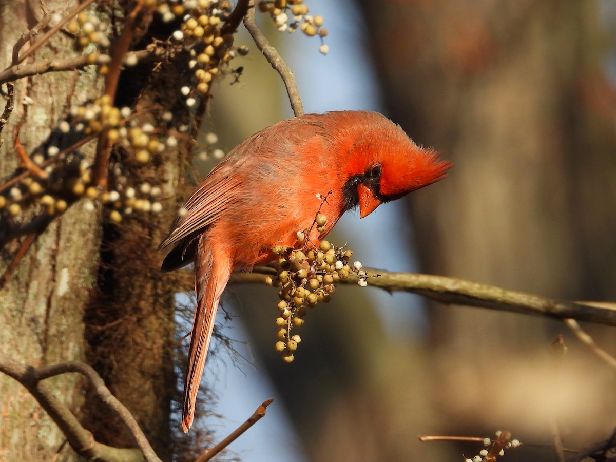 Красный кардинал - ML644785892