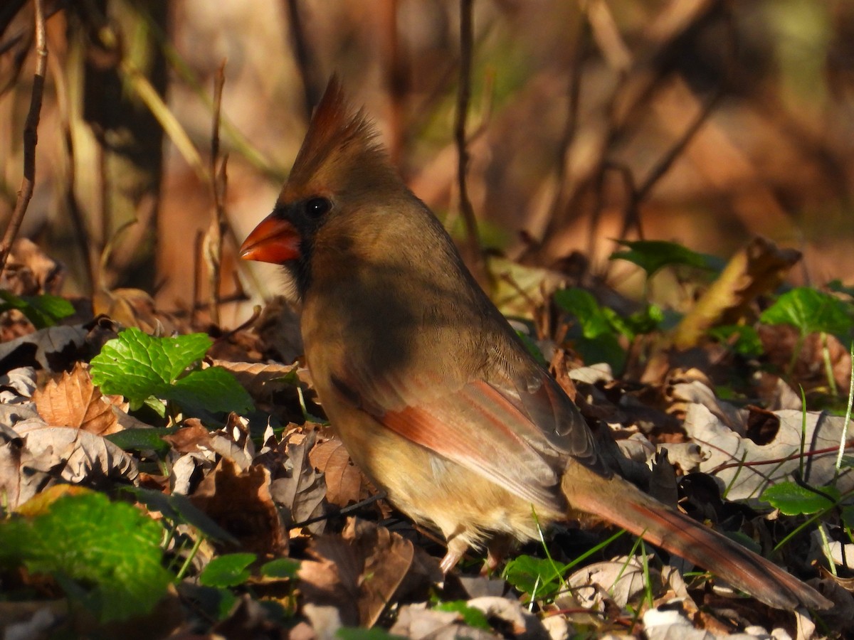 Красный кардинал - ML644785893