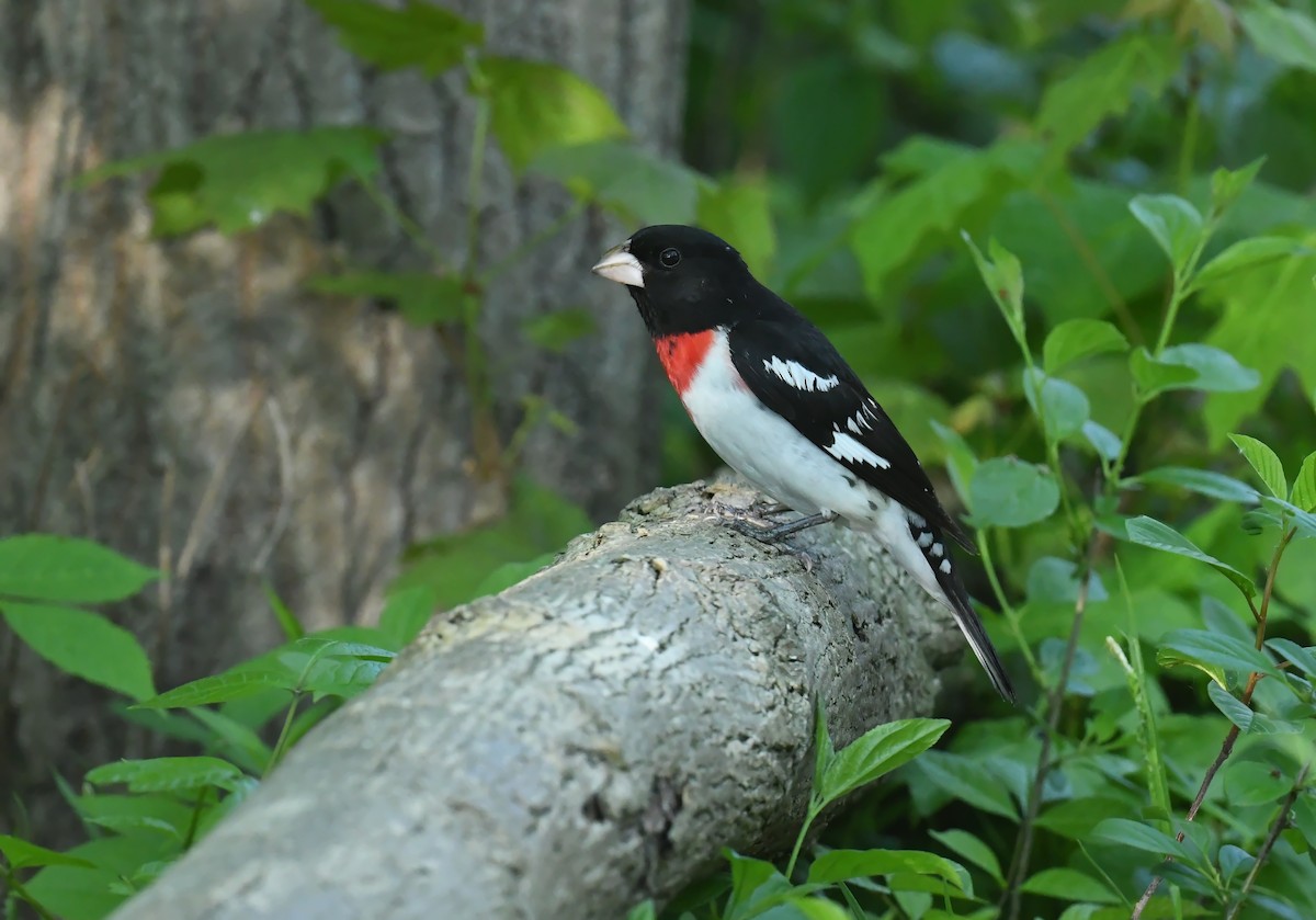 Rose-breasted Grosbeak - ML644785911