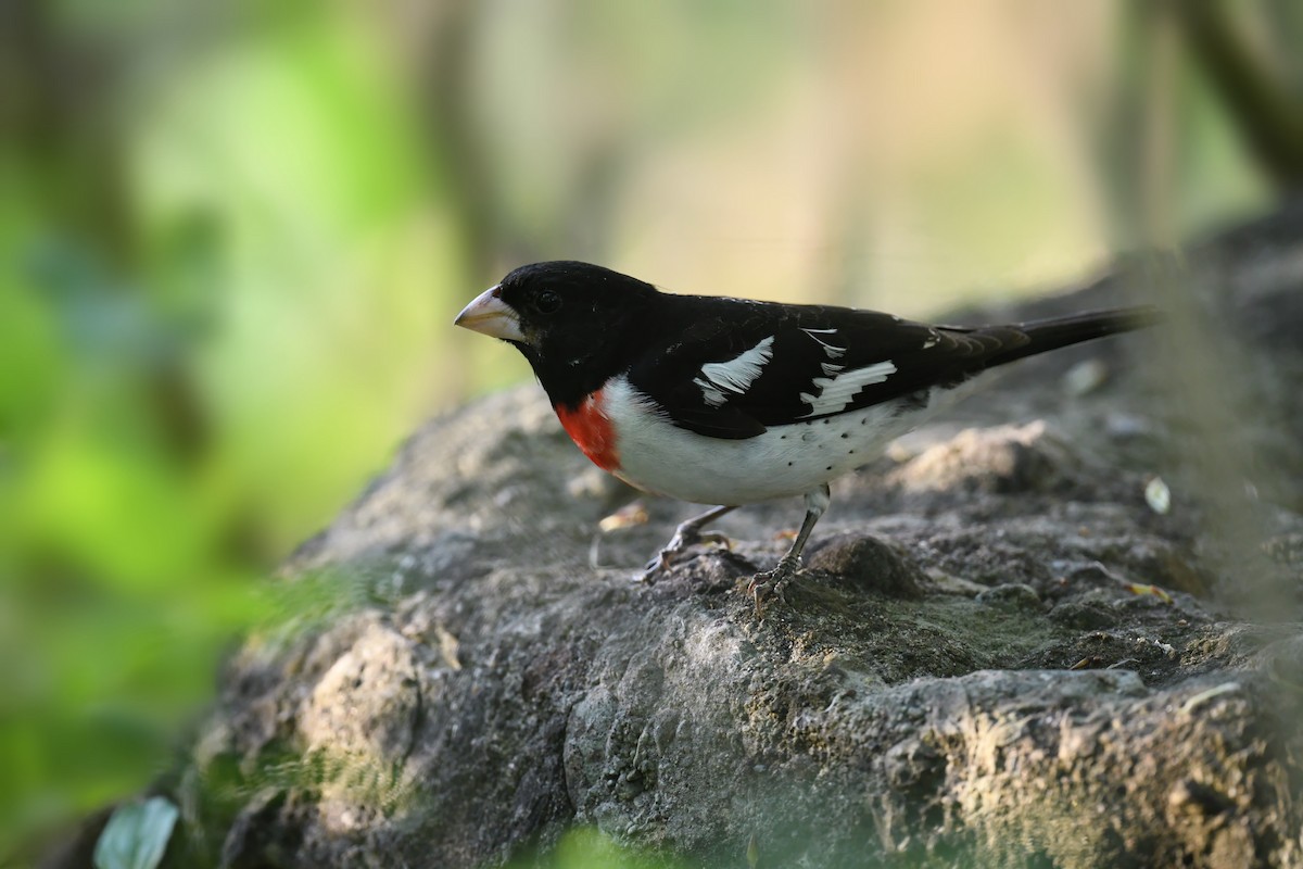 Rose-breasted Grosbeak - ML644785912