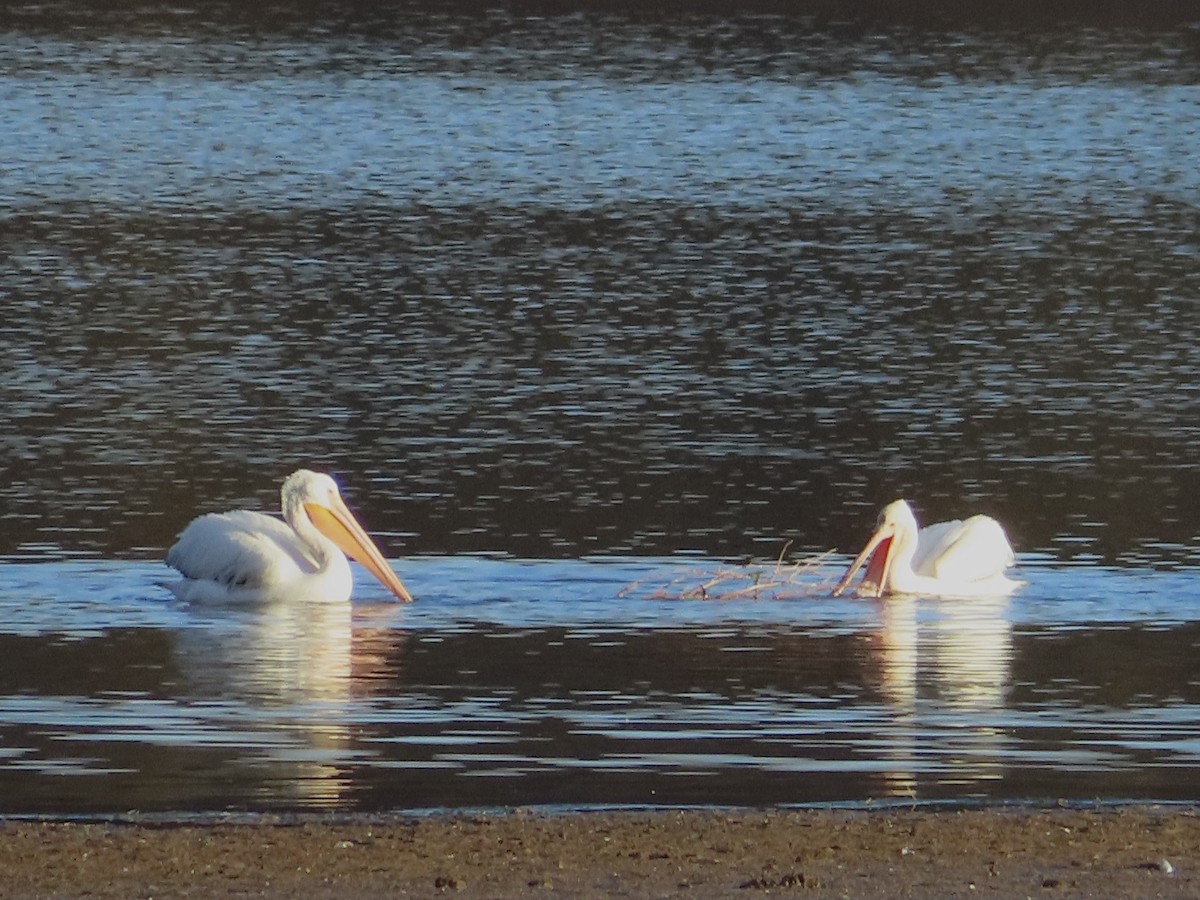 American White Pelican - ML644785913