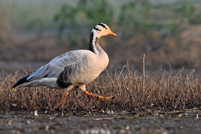 Oie à tête barrée - ML644785919