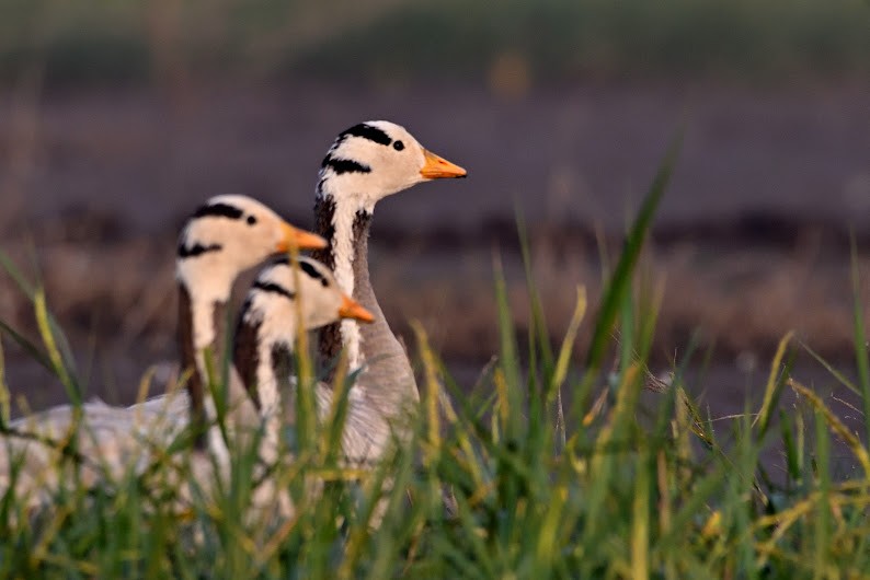 Oie à tête barrée - ML644785921