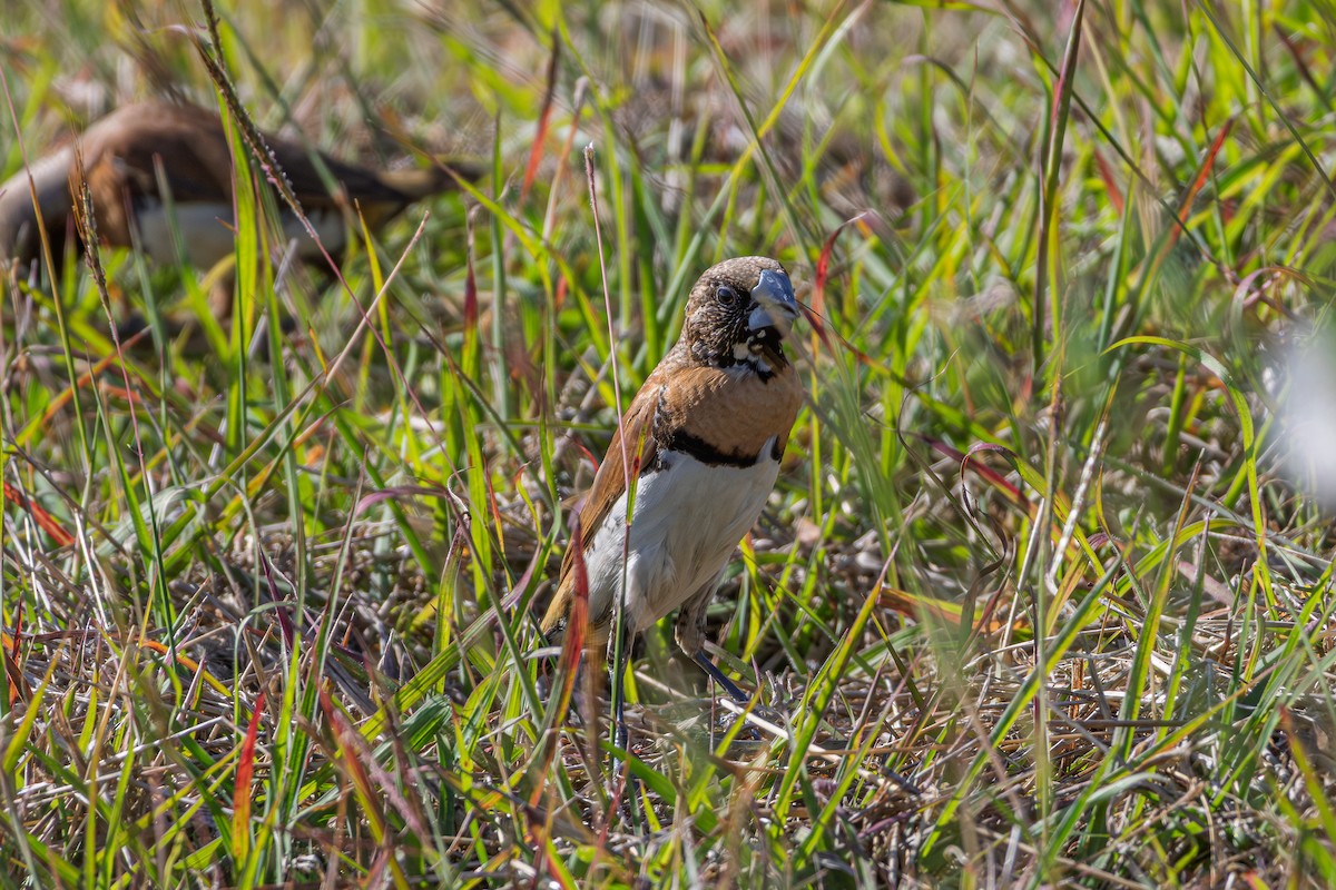 Chestnut-breasted Munia - ML644785923