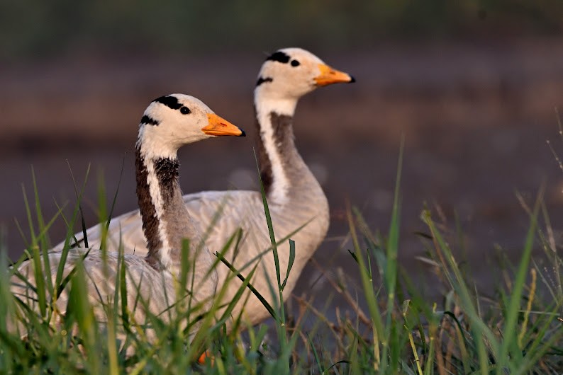 Oie à tête barrée - ML644785924