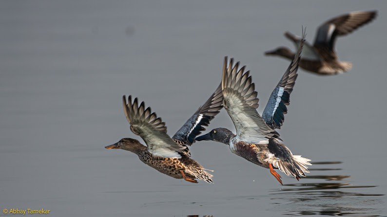 skjeand - ML644785931