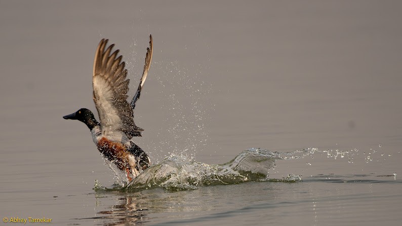 skjeand - ML644785933