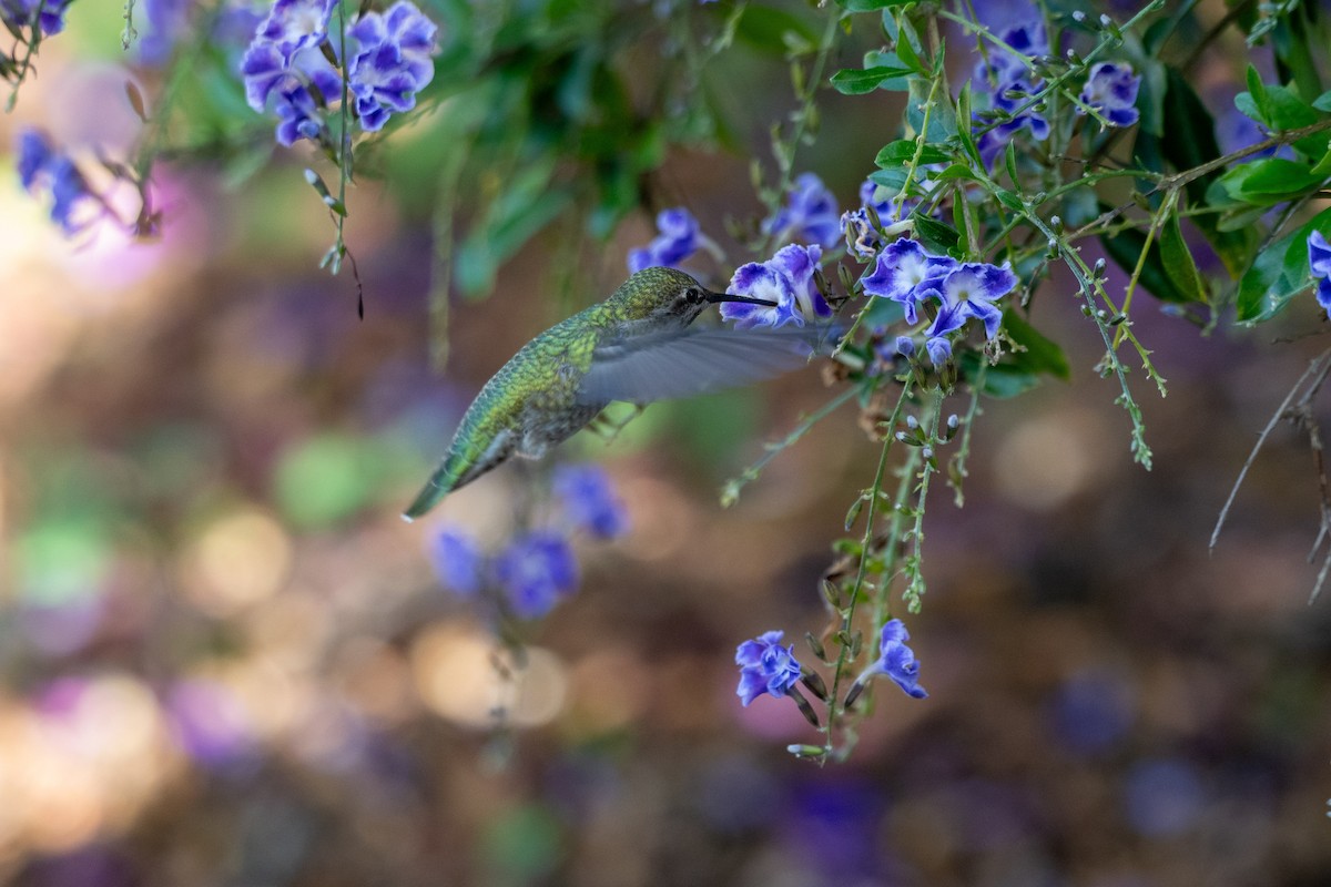 Anna's Hummingbird - ML644785934