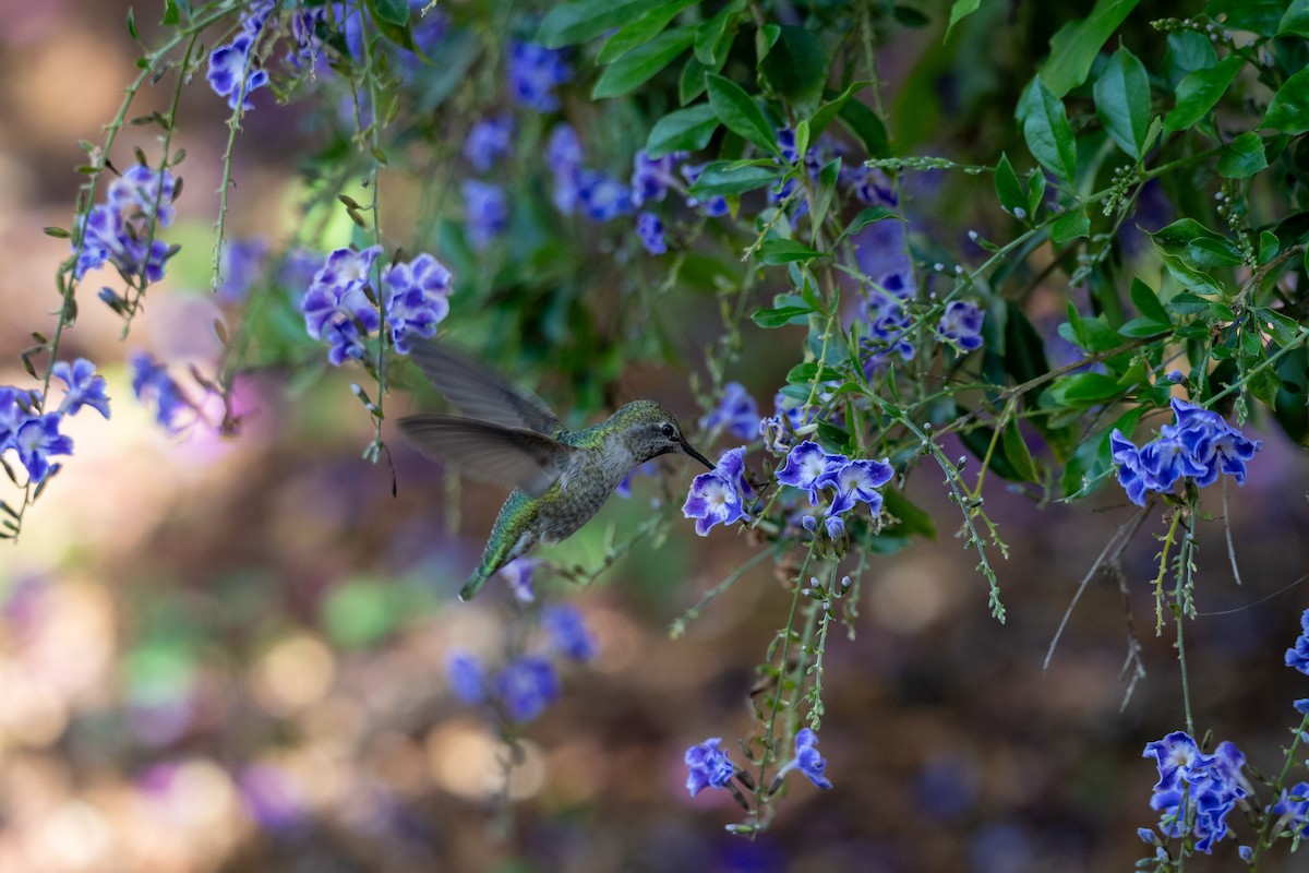 Anna's Hummingbird - ML644785935